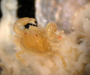Limnotheres nasutus, a tiny commensal crab that lives in false jingle shells, found on artificial reefs off Charleston, SC